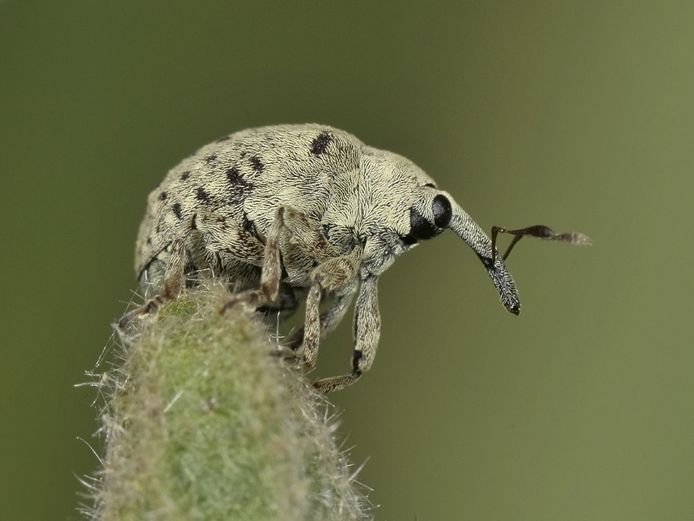 Cionus olivieri?